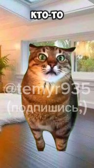Котики играют в игру в кальмара 3 #shorts #коты #мемы #врек #