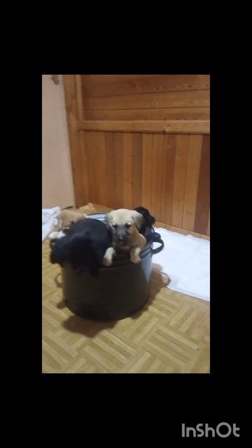 Щенки в плену! ( на время уборки)  #возьмисобакуизприюта #благотворительность #собака #приют