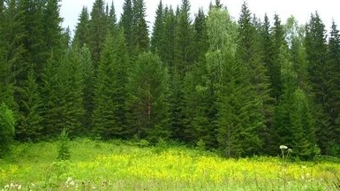 10 мая. Семён Ранопашец.День посадки леса.День домашней птицы.Народный календарь для малышей✨