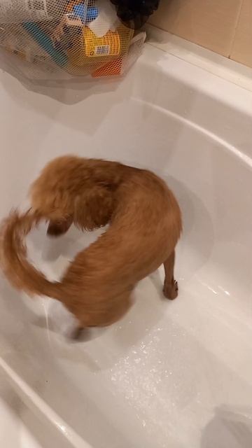 Волчок уже не тот