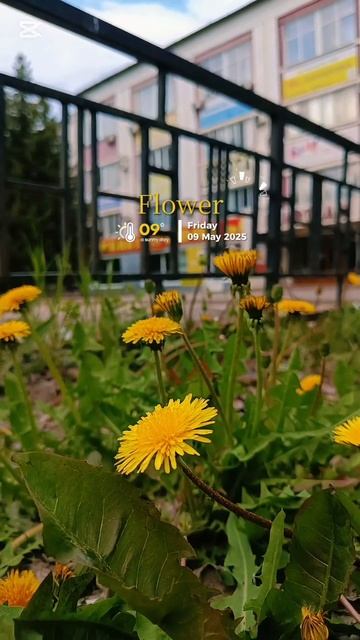 Summer Flower In Tambov, Russia