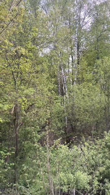 Пение соловья