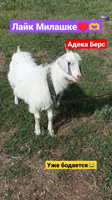 Мир изумительный♥️ #акция #ведущий #алматы #вмиреживо