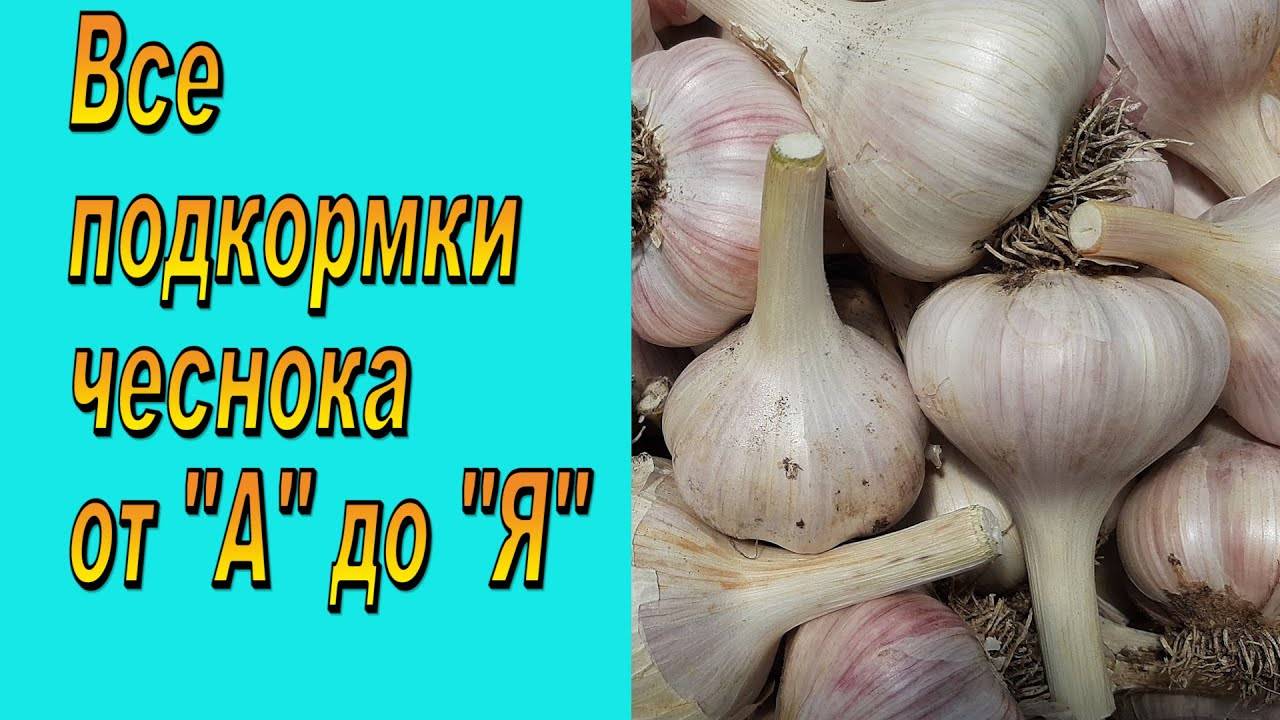 Чем подкормить чеснок - все подкормки от первой и до последней!