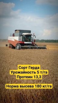 Уборка 2023 | Ростовская область | Озимая пшеница, сорт Герда