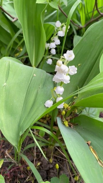 Ландыш майский #цветы #garden #садиогород