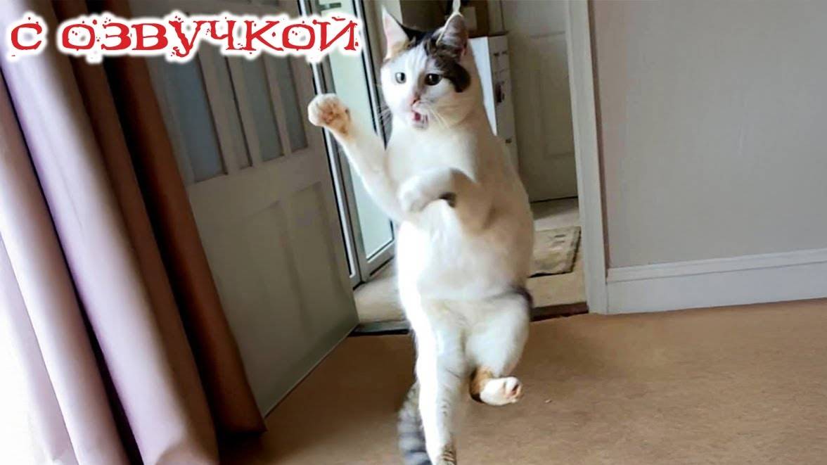 Приколы с котами! С ОЗВУЧКОЙ! - Смешное видео про котов! САМЫЕ смешные животные!