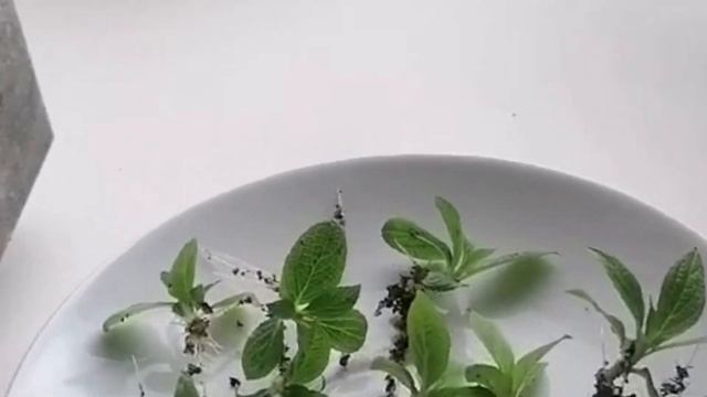 На 100% с БАРМАТУХОЙ🔥 МОЩНЫЙ способ размножения гортен