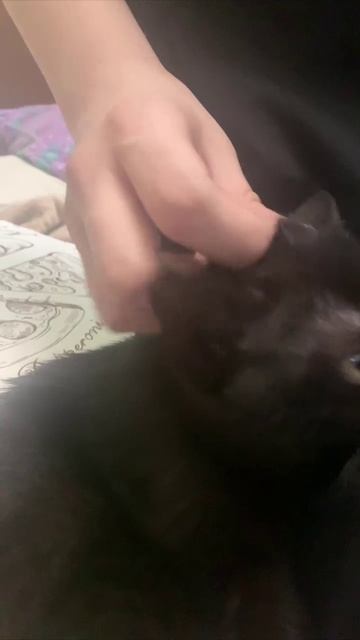 ❤️Мы рады сообщить, что одна из наших котодеток нашла свою семью!❤️

Мы желаем ей долгих лет жизни,