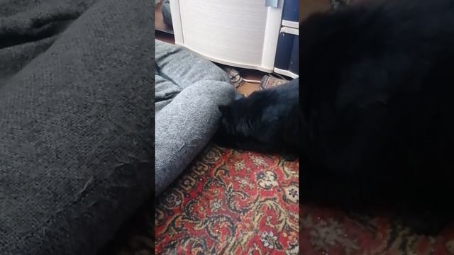 Локи