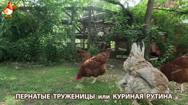 Куры несушки свободного выгула и их обычная куриная рутина – эпизод (265)