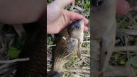 речные караси на силикон