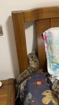 КОШАЧЬЕ ФИАСКО 🤦🏻♂️ КОТ ПУХЛЯШ 🍔 ЗАСТРЯЛ! 😿 С ОЗВУЧКОЙ 🔥 #cat #shorts #озвучка