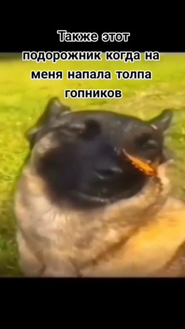 собака мем