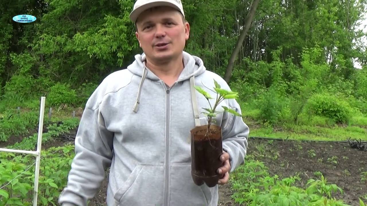 РАЗМНОЖЕНИЕ МАЛИНЫ  КРАПИВКОЙ -ОЧЕНЬ ПРОСТОЙ СПОСОБ!!!