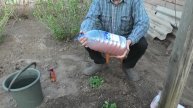 Что надо сделать с клубникой весной для получения хорошего урожая. Часть 1.