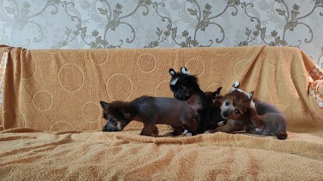 Щенки китайской хохлатой собаки