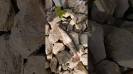 самец щуки после нереста.самодельная колебалка