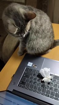 Хотела лайки посидеть, поставить. А тут откуда ни возьмись, Ангел прилетел! Что делать, принимать на