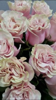Роза одноголовая Эквадор Pink Mondial