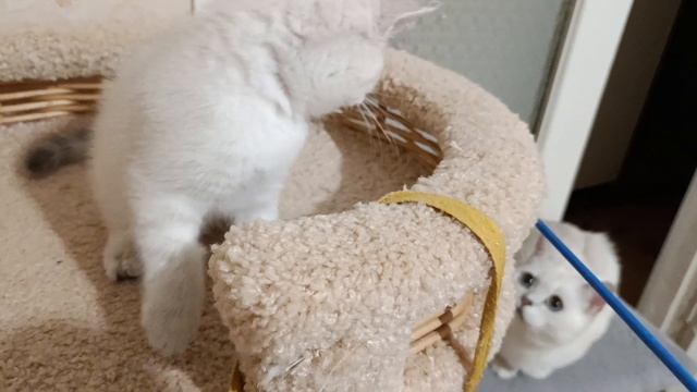 маленькие принцессы 👑 🐾🐾 💕.mp4