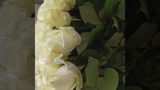 Букет из 61 белой розы Аваланж 60 см "Вечная Нежность"