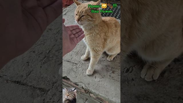 Бездомыш Рыжик.