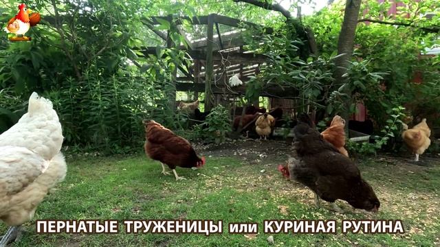 Куры несушки свободного выгула и их обычная куриная рутина – эпизод (263)