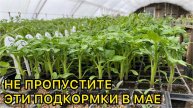 Схема подкормок рассады томатов в мае. От пикировки до высадки.