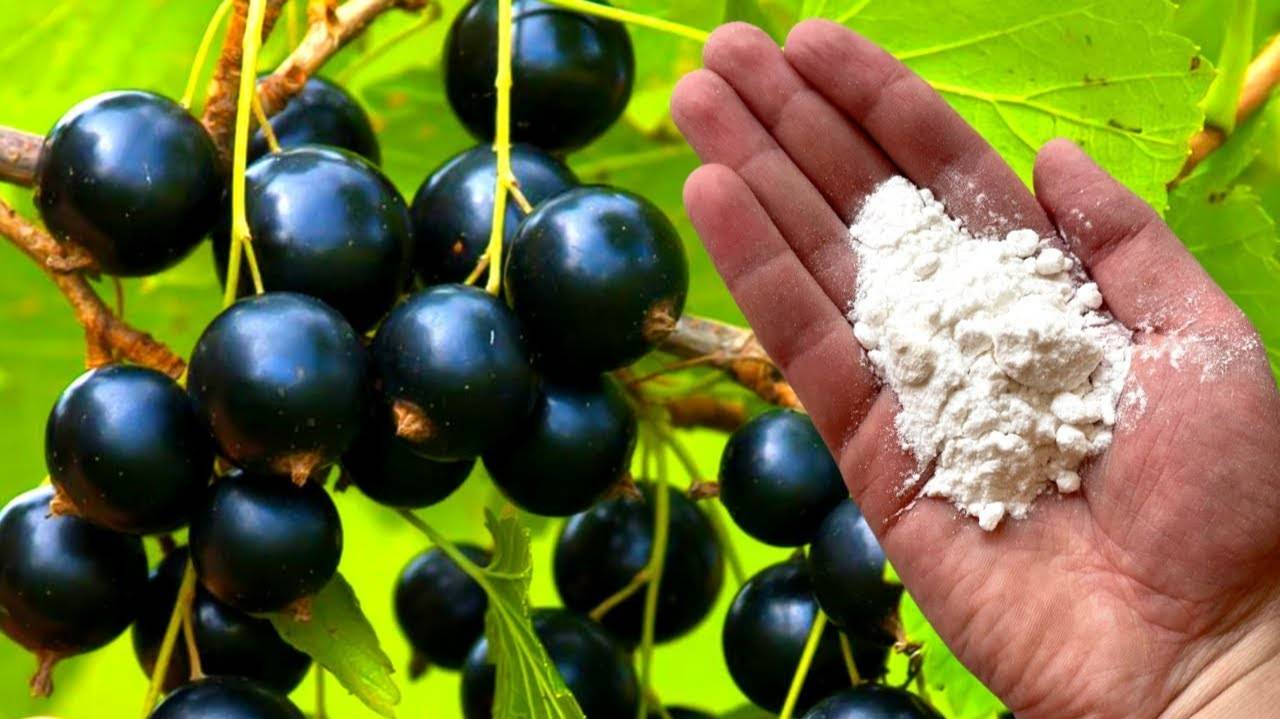 🍇 СПАСИБО СОСЕДКЕ ЗА ГЕНИАЛЬНЫЙ СОВЕТ! Вылечила смородину, крыжовник и виноград за 3 дня!