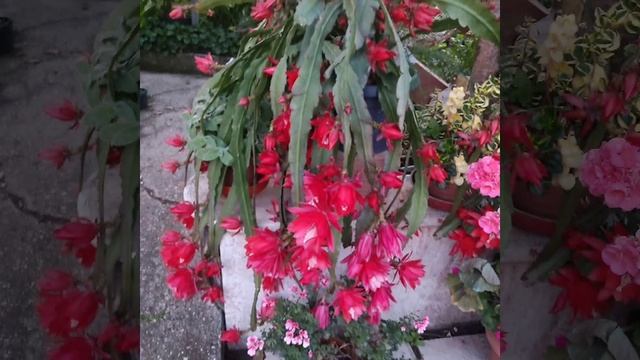 IMG_20250510_010513_226.mp4