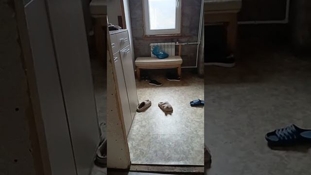 Альфа тоже хочет гулять