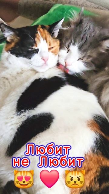 Любит не Любит 😻❤️😾