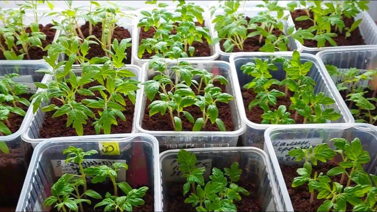 🌱 ДЛЯ РОСТА КОРНЕЙ И ОТ ВЫТЯГИВАНИЯ РАССАДЫ! ПЕРВАЯ ПОДКОРМКА, ПОЛИВ РАССАДЫ ТОМАТОВ 🍅