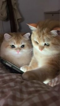 ХихиЧпок Юмор
