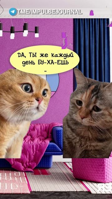 Постоянный риск (Мяукаем в телеграм Импульс Журнал 👉 @impulsejournal ) #пустьговорят #коты