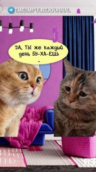 Постоянный риск (Мяукаем в телеграм Импульс Журнал 👉 @impulsejournal ) #пустьговорят #коты