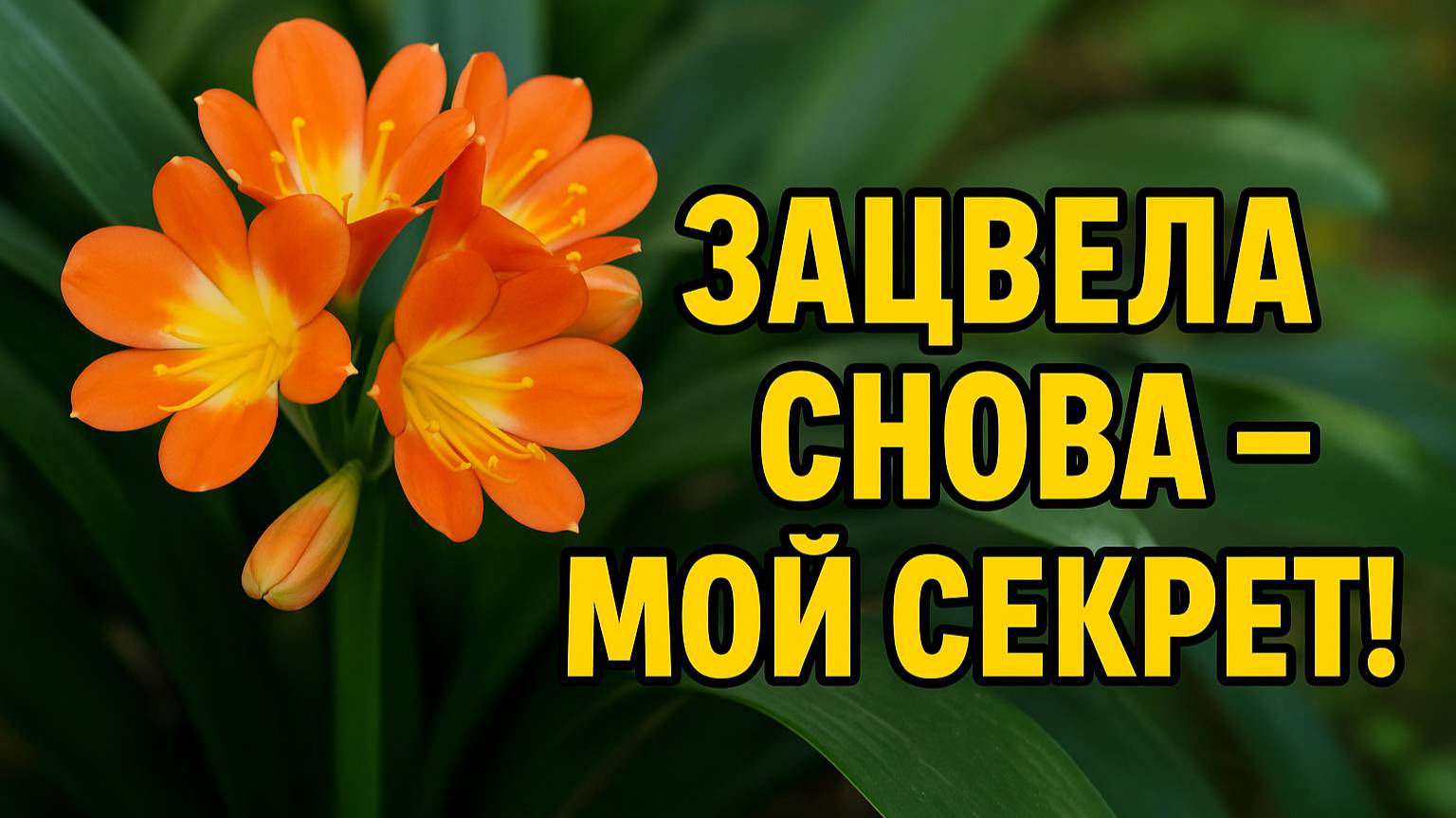 Кливия зацвела снова! Что я сделала иначе