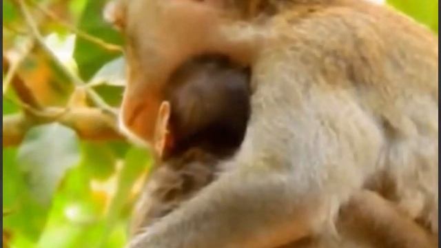 Когда Baby Monkey заболел, то он ...  1000004575.mp4