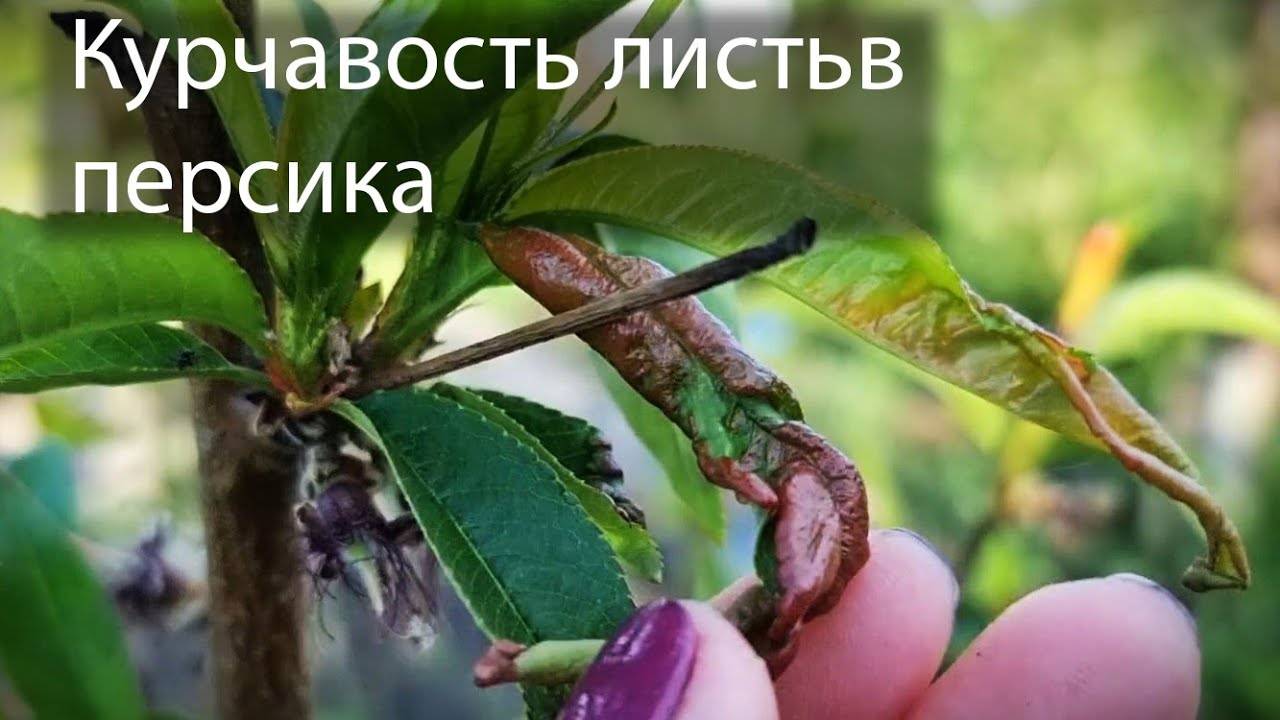 КУРЧАВОСТЬ ПЕРСИКА – СКРЫТАЯ УГРОЗА! Как спасти дерево и не потерять урожай 🚨