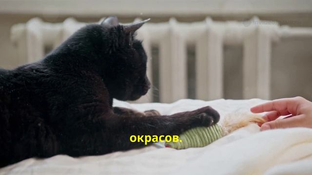 Что делать если чёрная кошка перебежала дорогу?