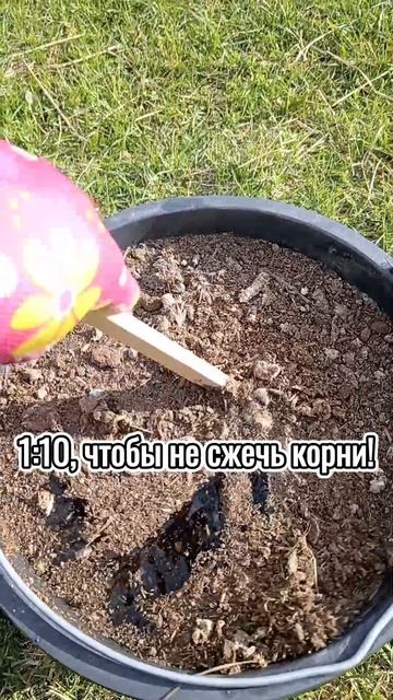 Как разводить куриный помет для удобрения