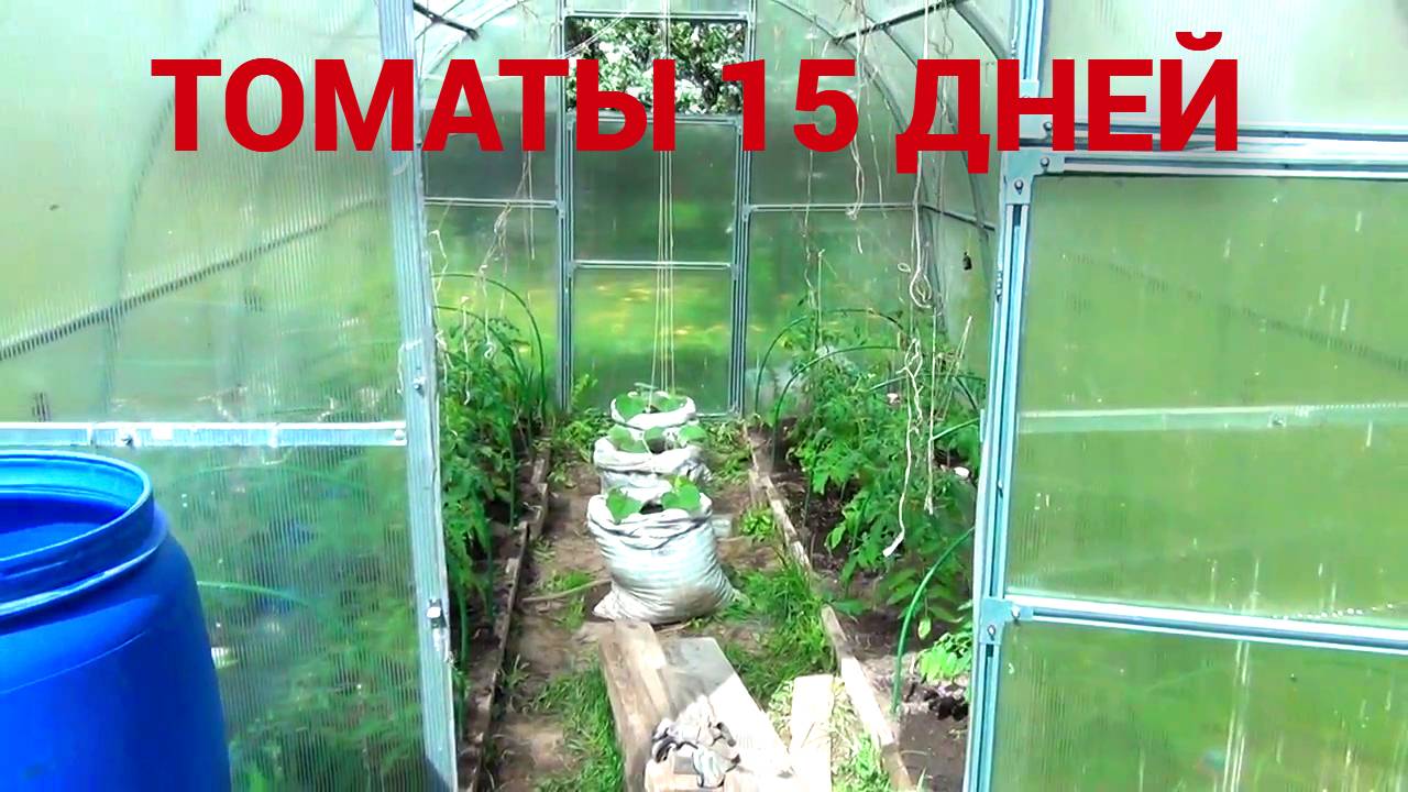 Что нужно делать с томатами после высадки в теплицу. Маленькие секреты.