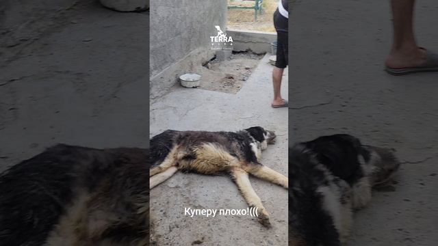 Куперу плохо