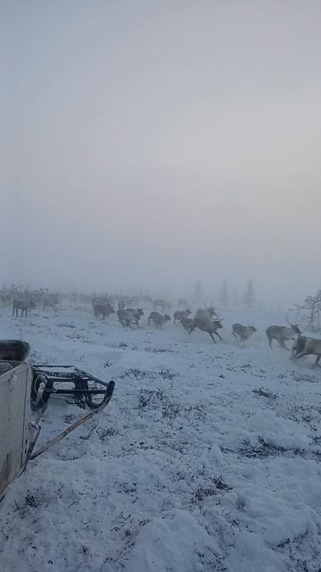 Ямал