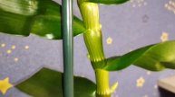 Dendrobium 🌸 Дендробиум 🌸 ОРХИДЕЯ отличающаяся от Фалено