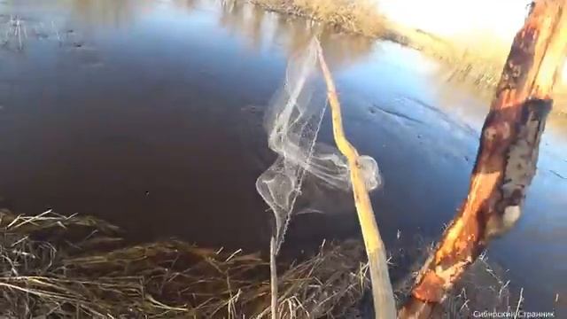 Рыбалка на паук и кривду.Какая снасть уловистее 🎣🎣🎣...