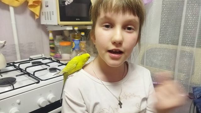 Весёлый попугай РИЧИ