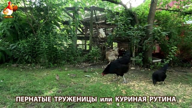 Куры несушки свободного выгула и их обычная куриная рутина – эпизод (266)
