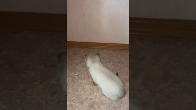 Кисси